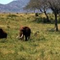 1978 Op safari in Kenya