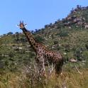 1978 Op safari in Kenya