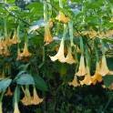 De Fantasietuin, 't Loo