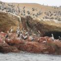 Islas Ballestas bij Paracas