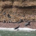 Islas Ballestas bij Paracas