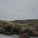 Islas Ballestas bij Paracas