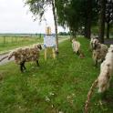 Now hej t schaop an't driet'n