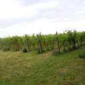 wijngaard 't Bergherbos