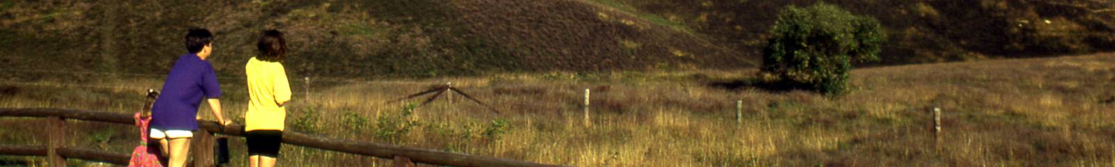 Coldenhove 1990