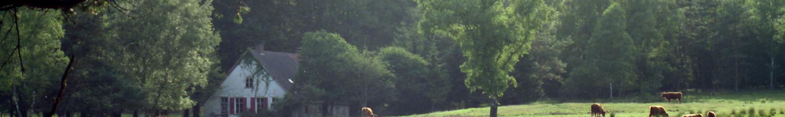 Coldenhove 1996