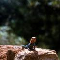 Tsavo National Park, Kenia