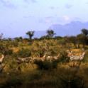 Tsavo National Park, Kenia