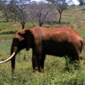 Tsavo National Park, Kenia