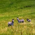 wildpark Midmar