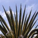 Bothanical Gardens, Durban