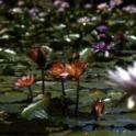 Bothanical Gardens, Durban