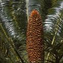 Bothanical Gardens, Durban